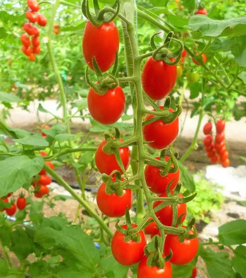 Tomates cerises de Santorini