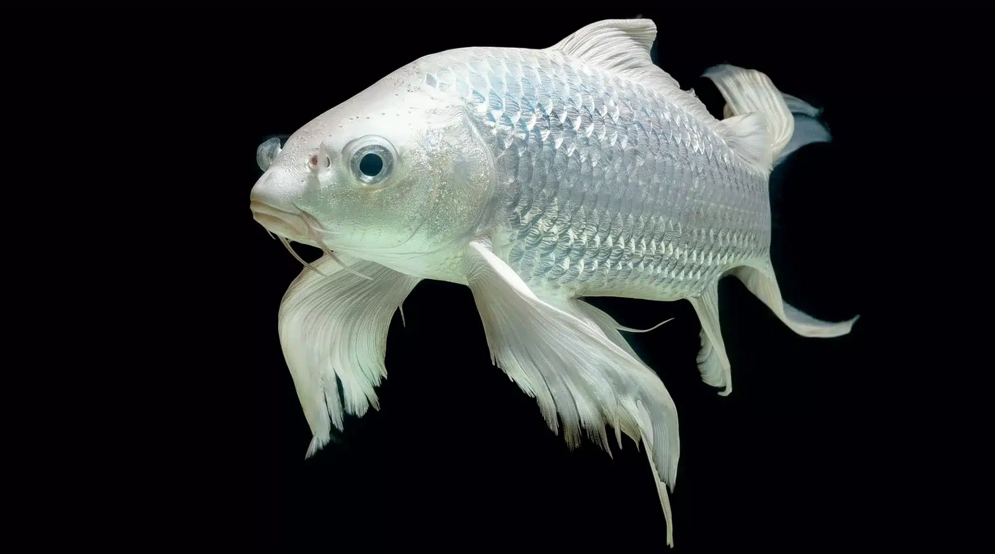 L’Aquarium de Bergen en Norvège : Avis, Prix, Adresse et Réservation