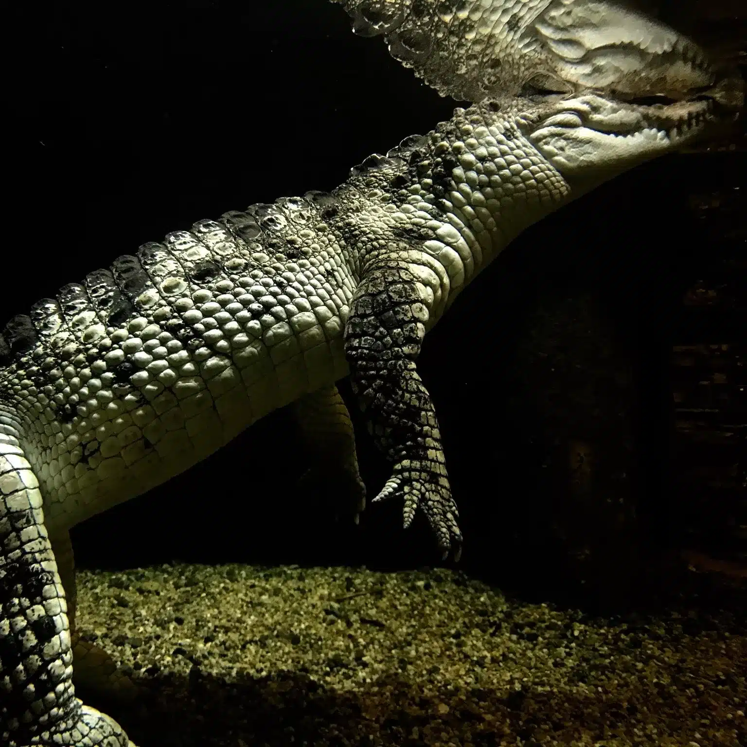 L’Aquarium de Bergen en Norvège : Avis, Prix, Adresse et Réservation