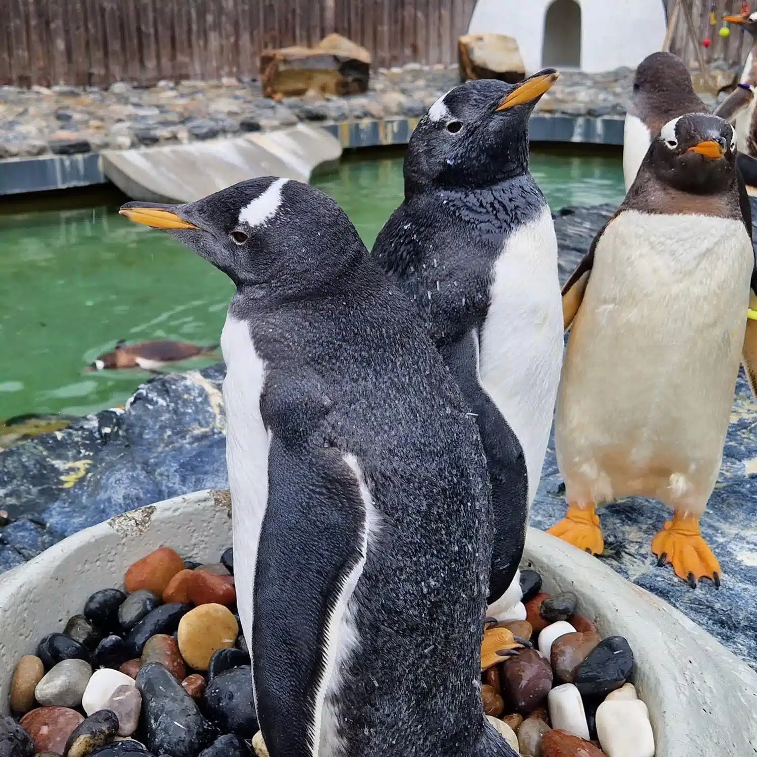 L’Aquarium de Bergen en Norvège : Avis, Prix, Adresse et Réservation