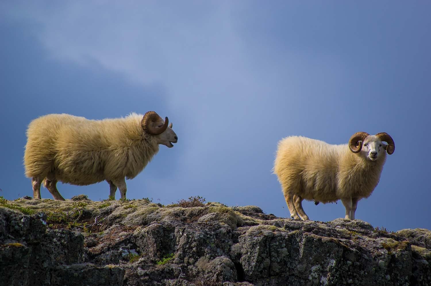 Explorer le Parc national de Thingvellir en Islande