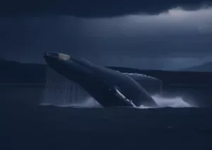 Observation de baleines en Islande en Hiver : Une Expérience Magique et Frissonnante