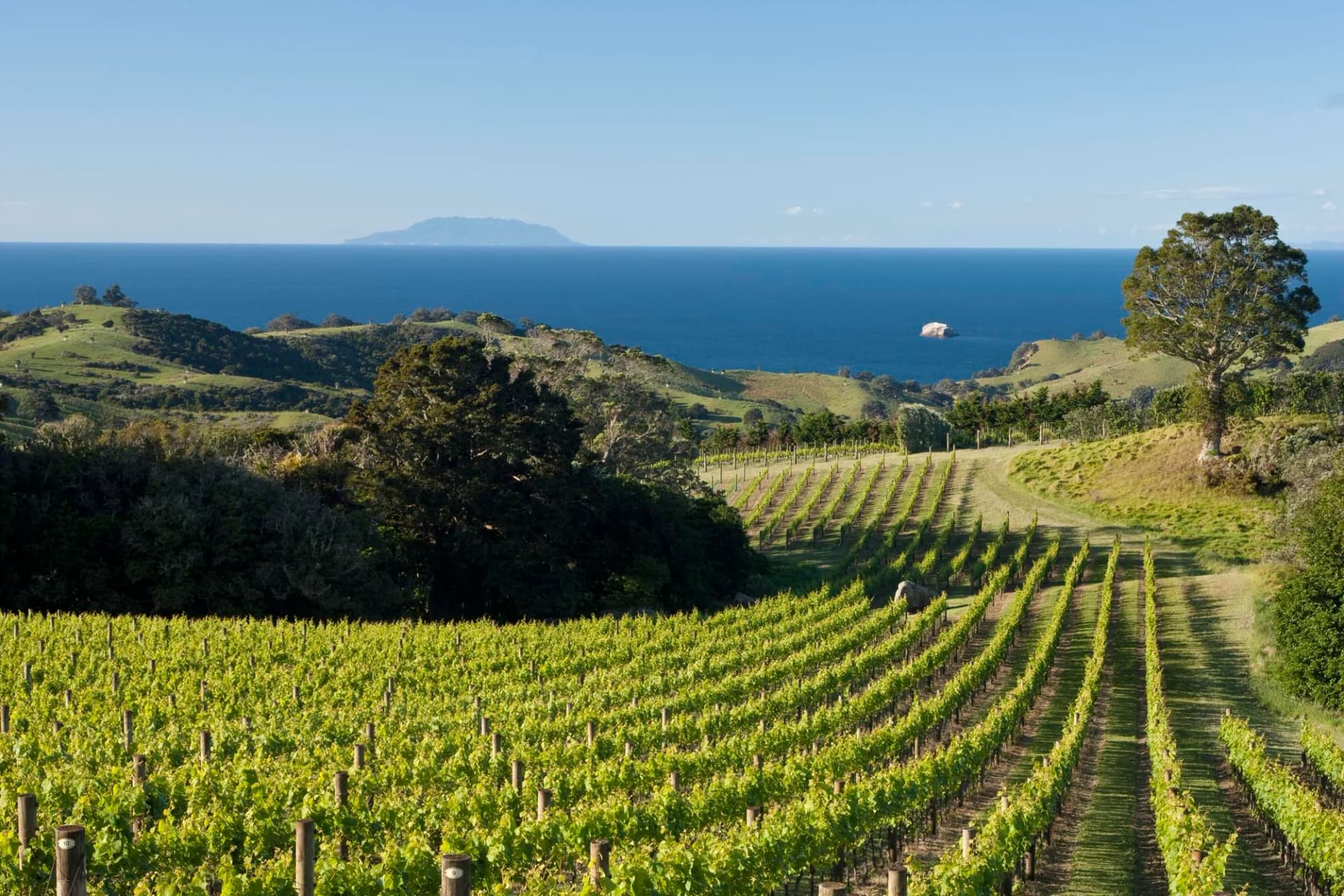 Faites le tour des vignobles de Waiheke Island