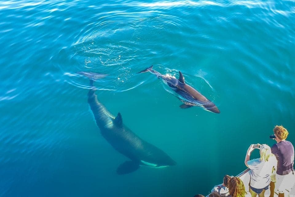 Comment bien prendre en photo les animaux du golfe