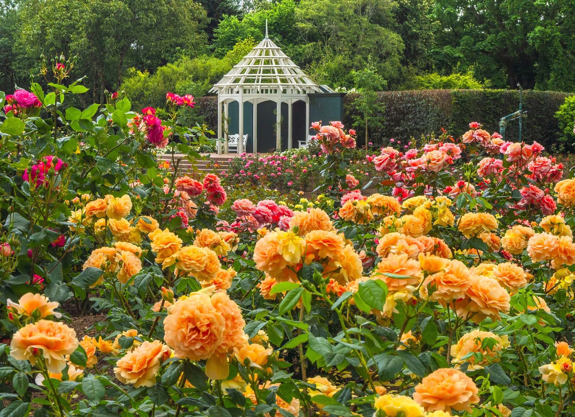 Comment se rendre à Hamilton Garden ?