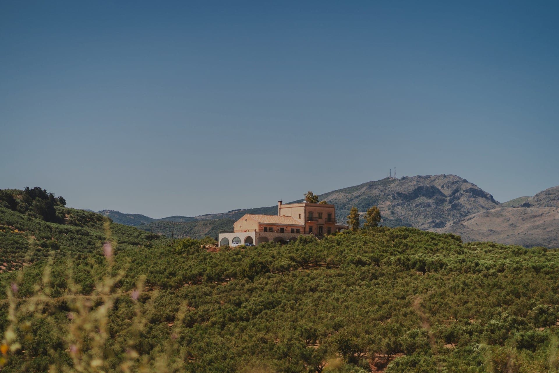 Explorez les oliveraies de la région