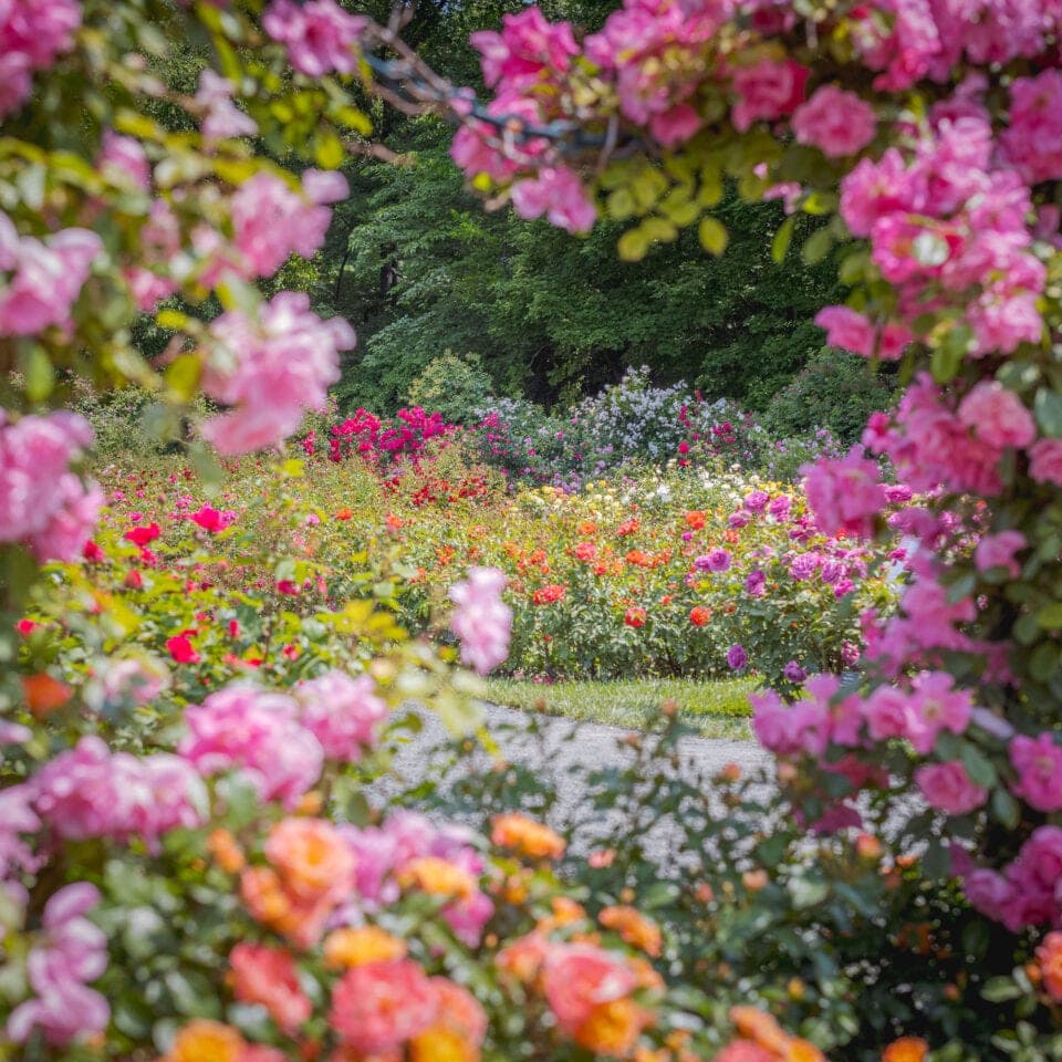 Exposition Wonderland: Curious Nature au Jardin Botanique de New York