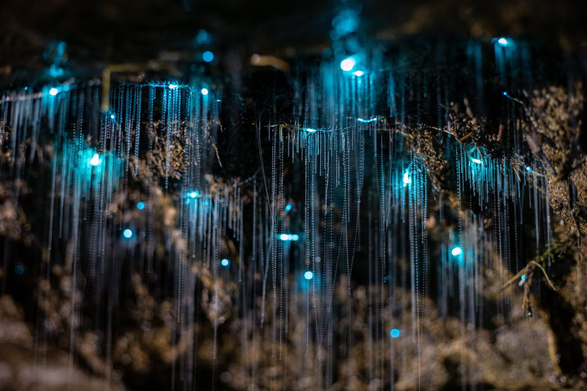 Close-up des vers luisants de la grotte de Waitomo