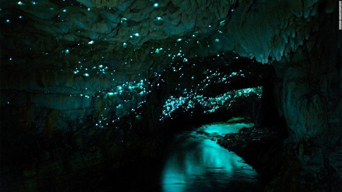 Les célèbres vers luisants de la grotte Waitomo