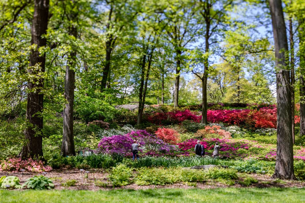 Comment se rendre au New York Botanical Garden ?
