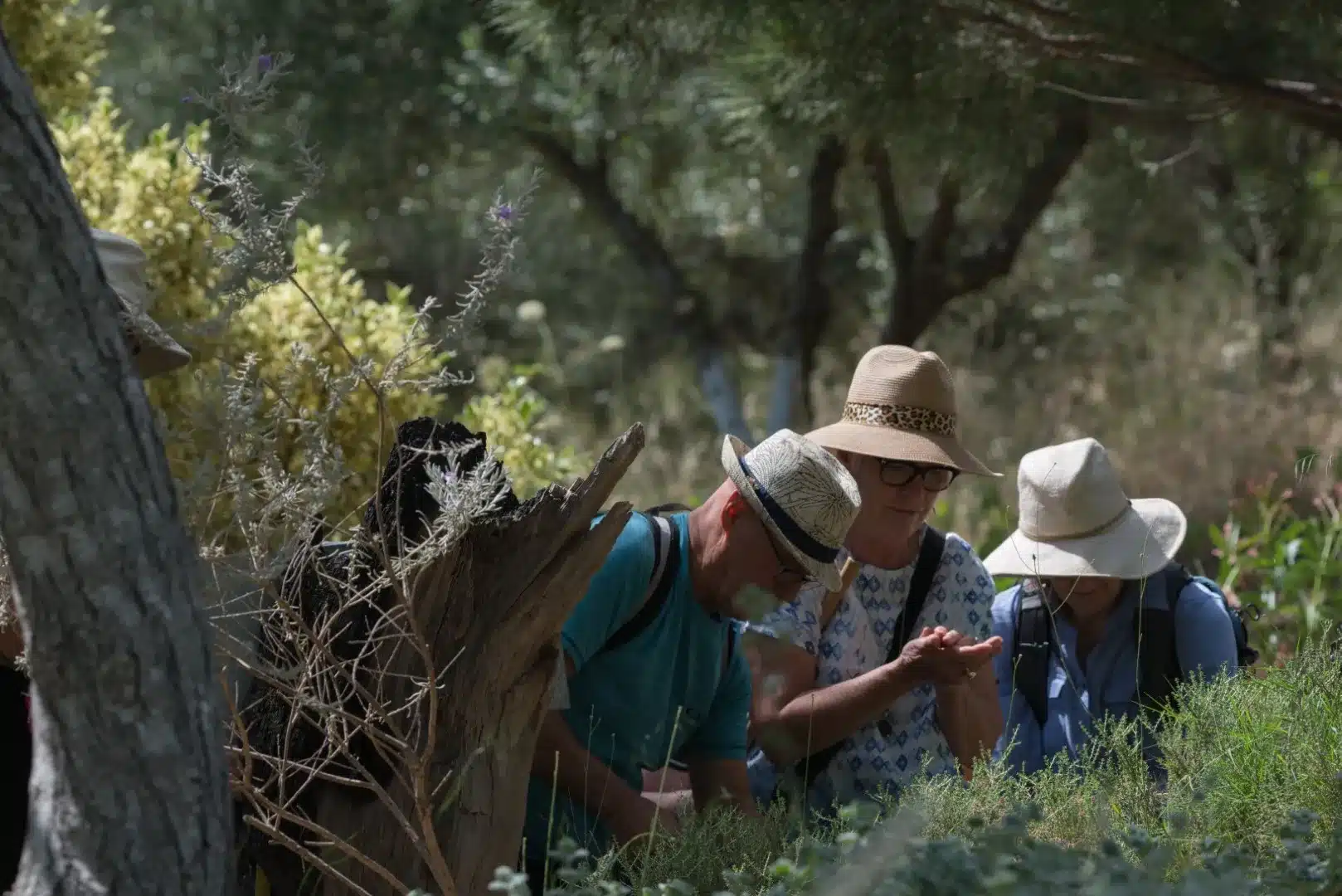 Botanical garden crete — Le Botanical Garden de Crète : Un paradis botanique né des cendres