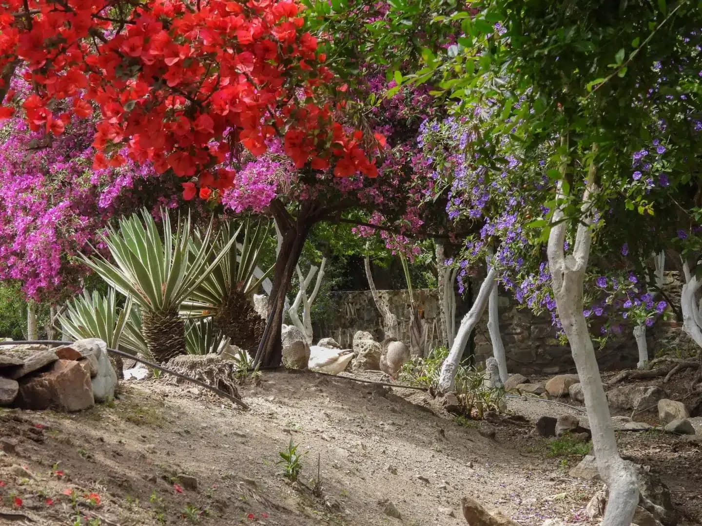 Botanical garden crete — Le Botanical Garden de Crète : Un paradis botanique né des cendres