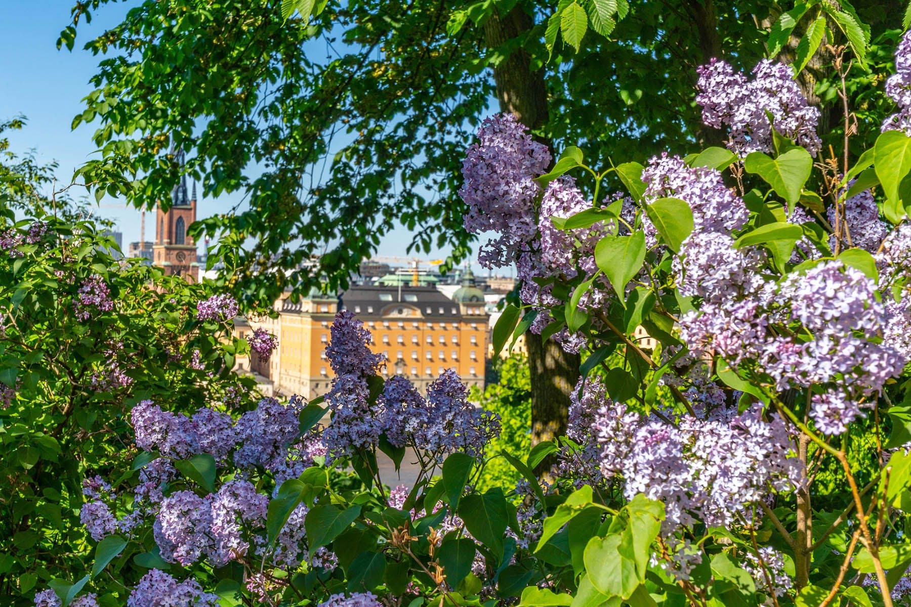 Explosion de couleur à Stockholm au printemps