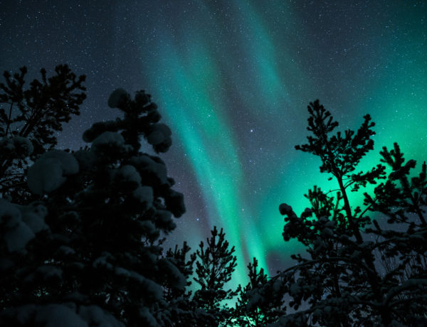 Aurore Boréale dans la foret à Tromso en Norvège