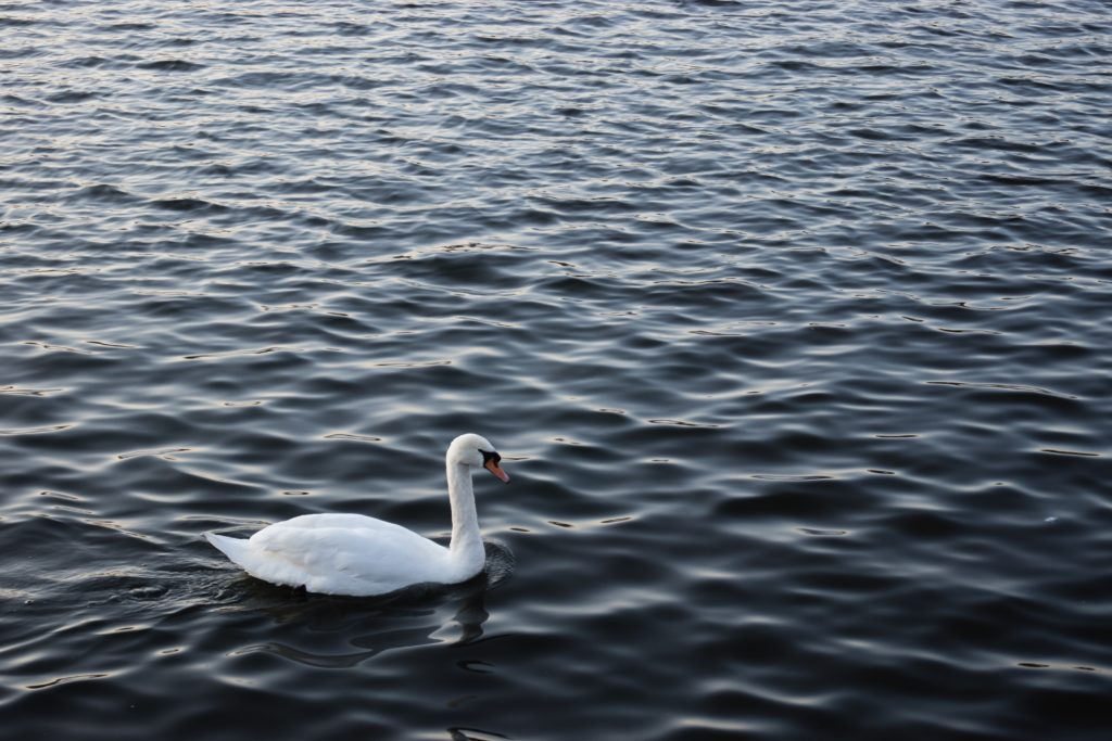 Cardiff bay