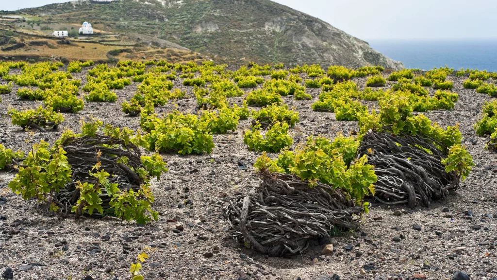 Vignobles de Santorin