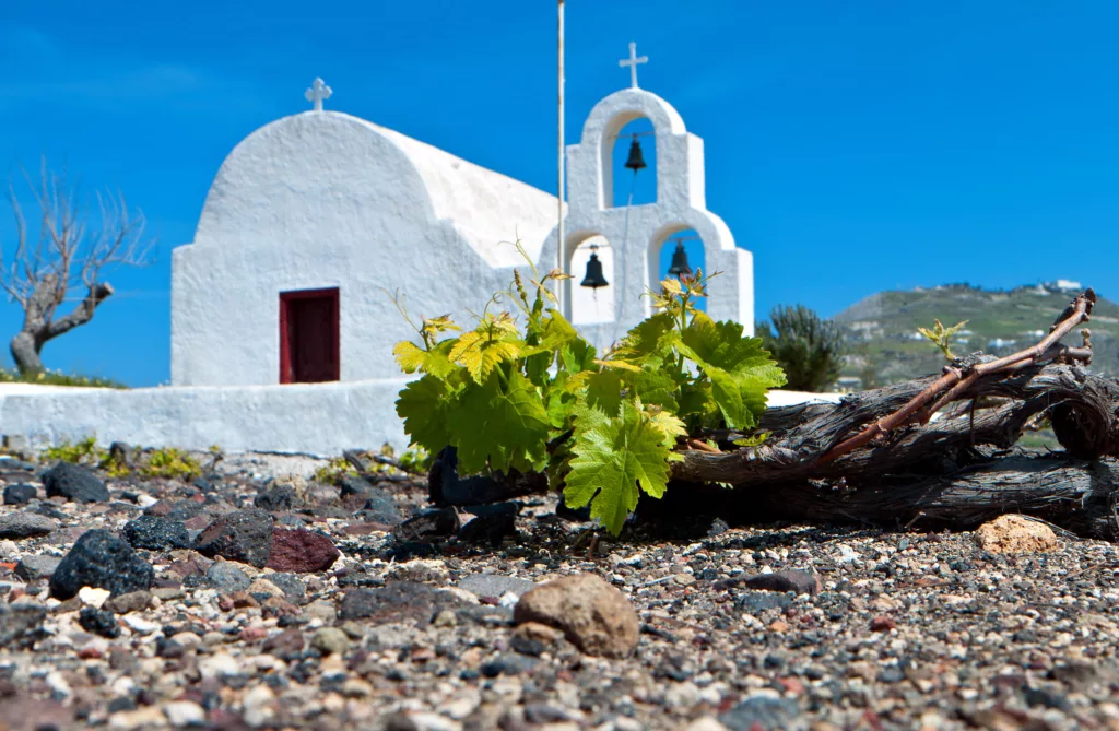 Les méthodes de culture typique de Santorin