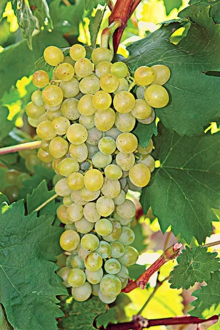 Athiri - vins de Santorin