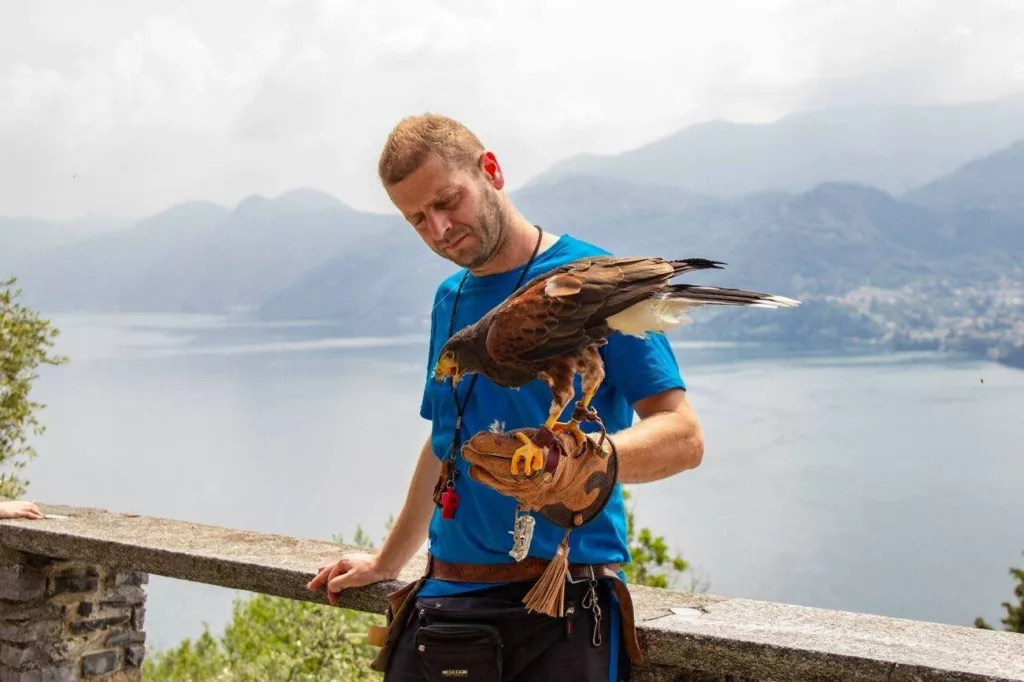 Les rapaces du château