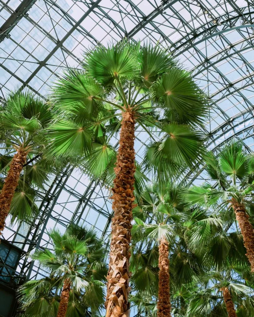 Palmiers et verrière du Brookfield Place