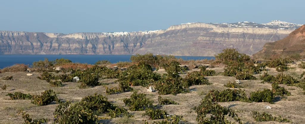 Découvrez la flore de Santorin