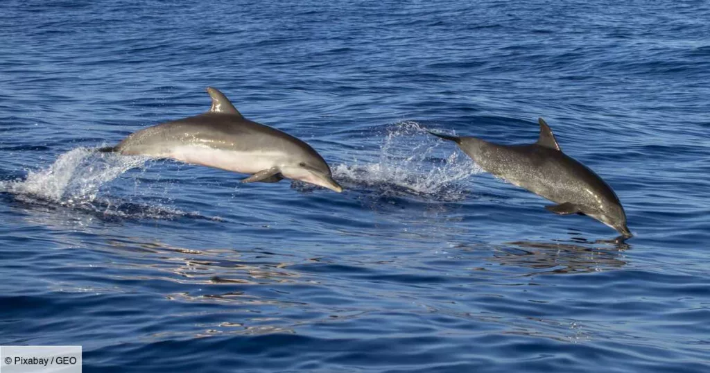 Les fameux dauphins de la mer Égée