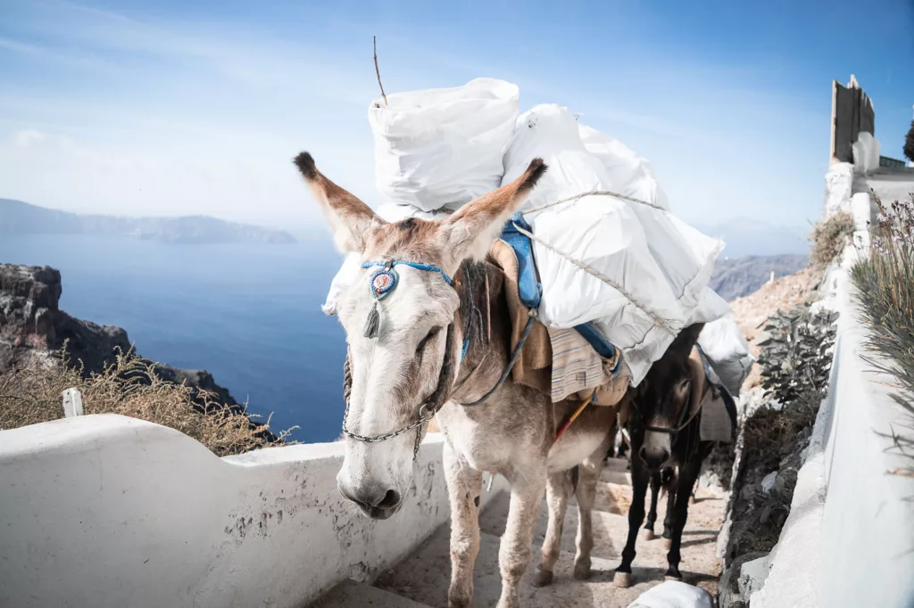 Ne faites pas de tours en âne à Santorin