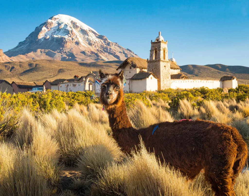 Partez à la recherche de lama en Bolivie en 2024