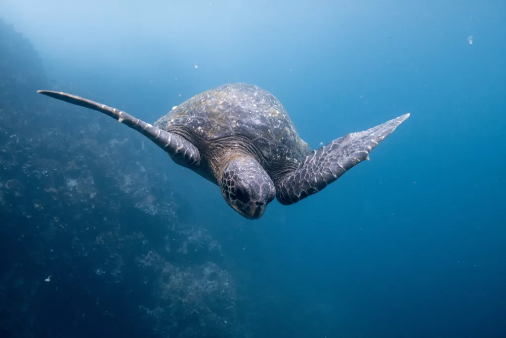 Découvrez les écosystèmes marins des Galápagos en février