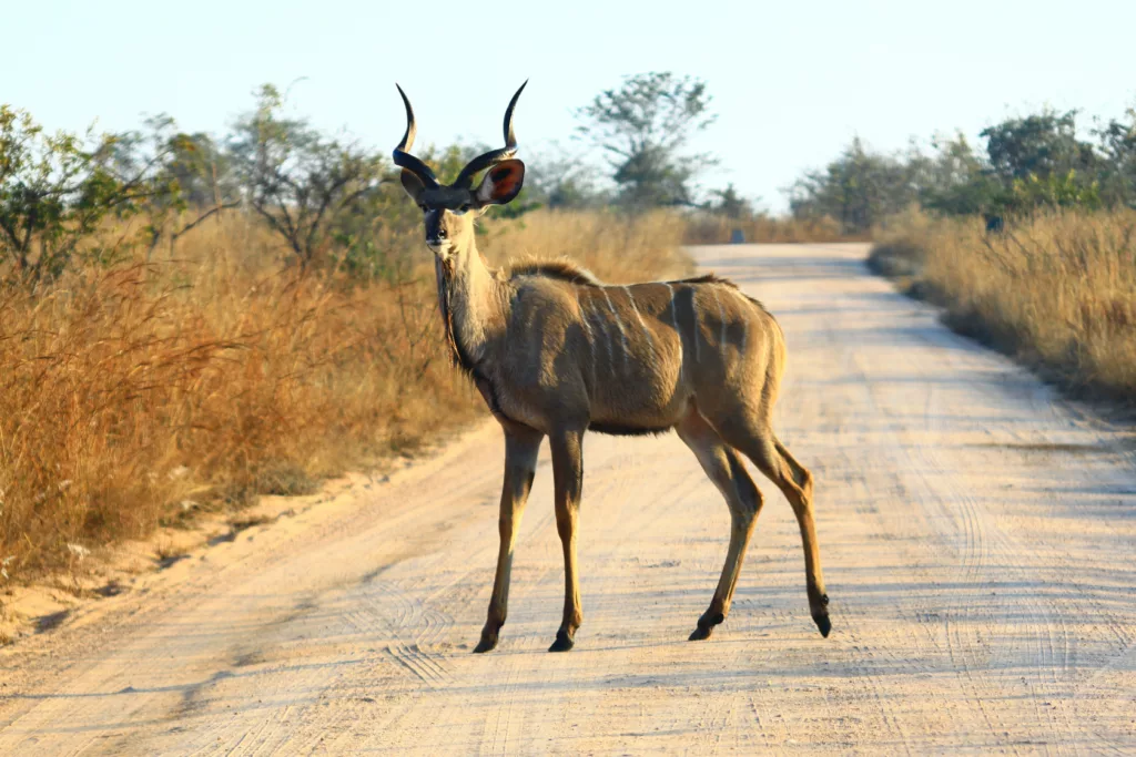 Faites un safari dans le parc Kruger, au mois de février