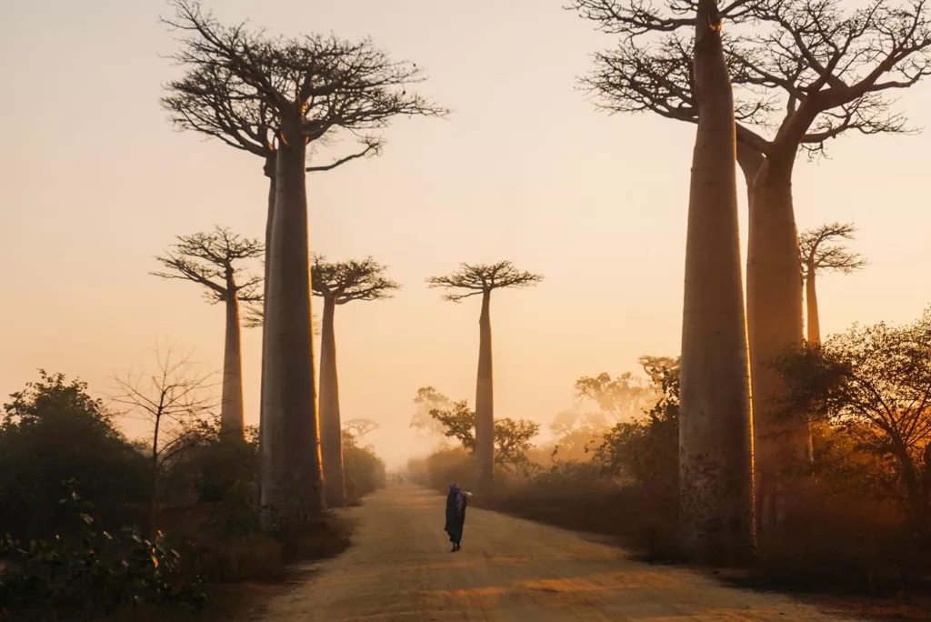 Les magnifiques baobabs de Madagascar