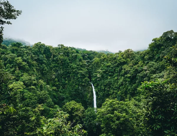 La déforestation de la foret amazonienne au Brésil diminue