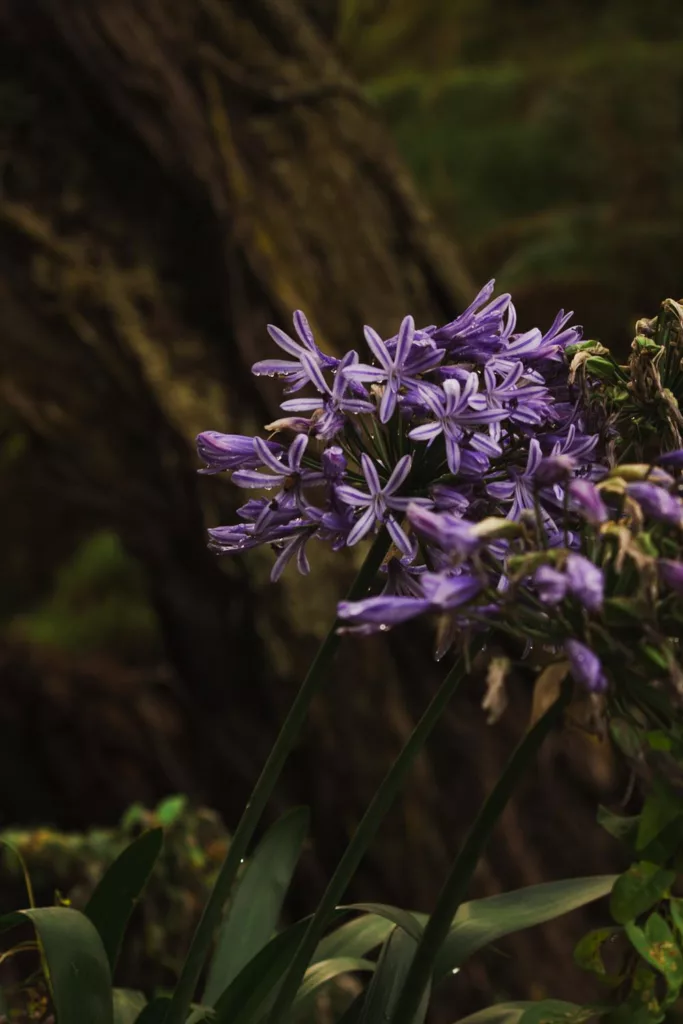 De magnifiques fleurs et arbustes