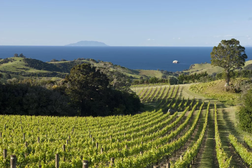 Faites le tour des vignobles de Waiheke Island