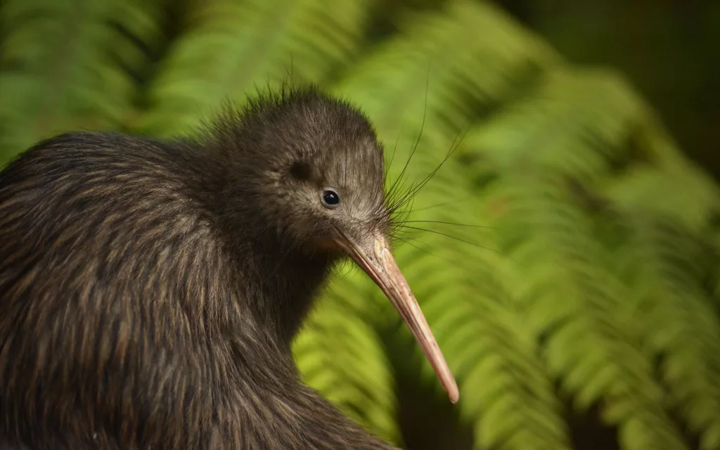 Les célèbres kiwis de Nouvelle-Zélande