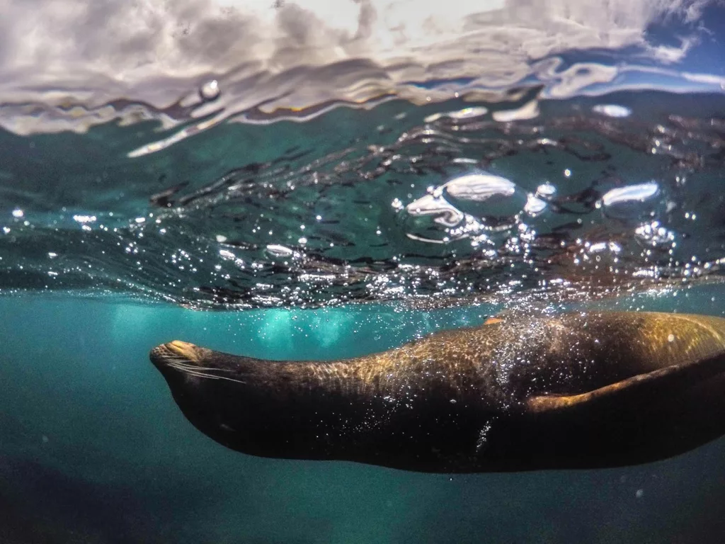 La faune marine des Galapagos