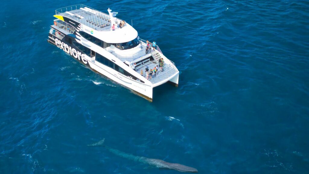 Safari de baleines et dauphins en Nouvelle-Zélande