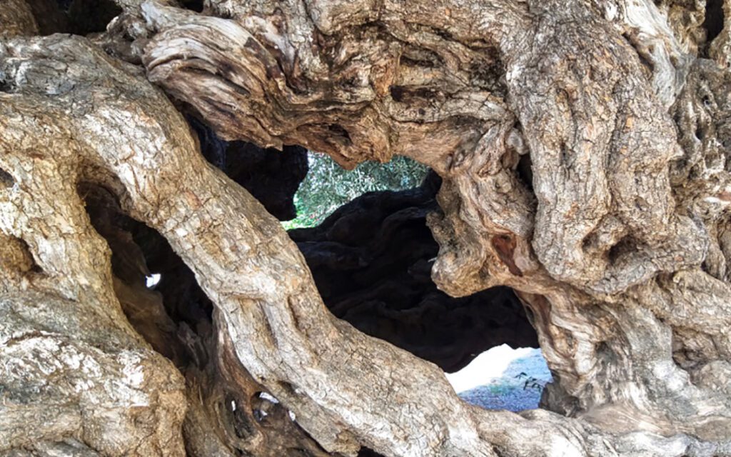 L'intérieur creux du tronc de l'arbre
